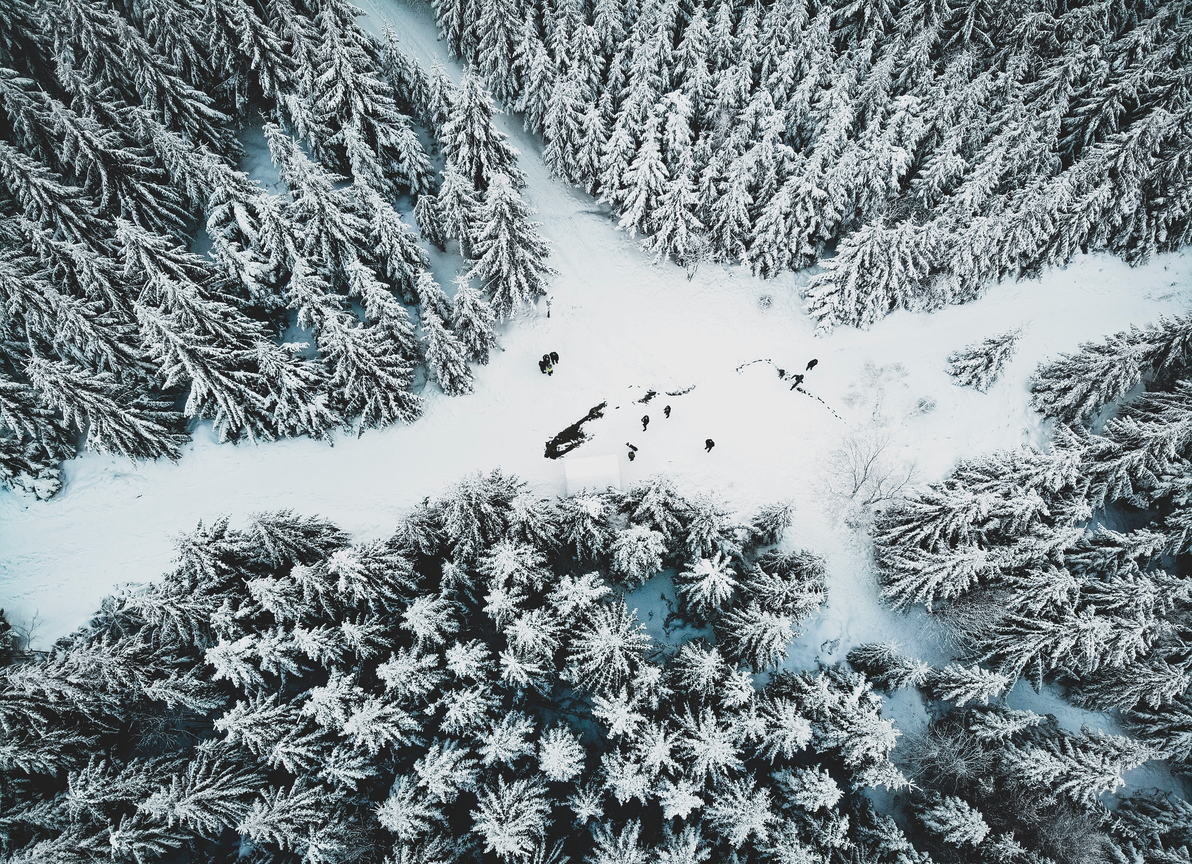 snow covered pine trees during day